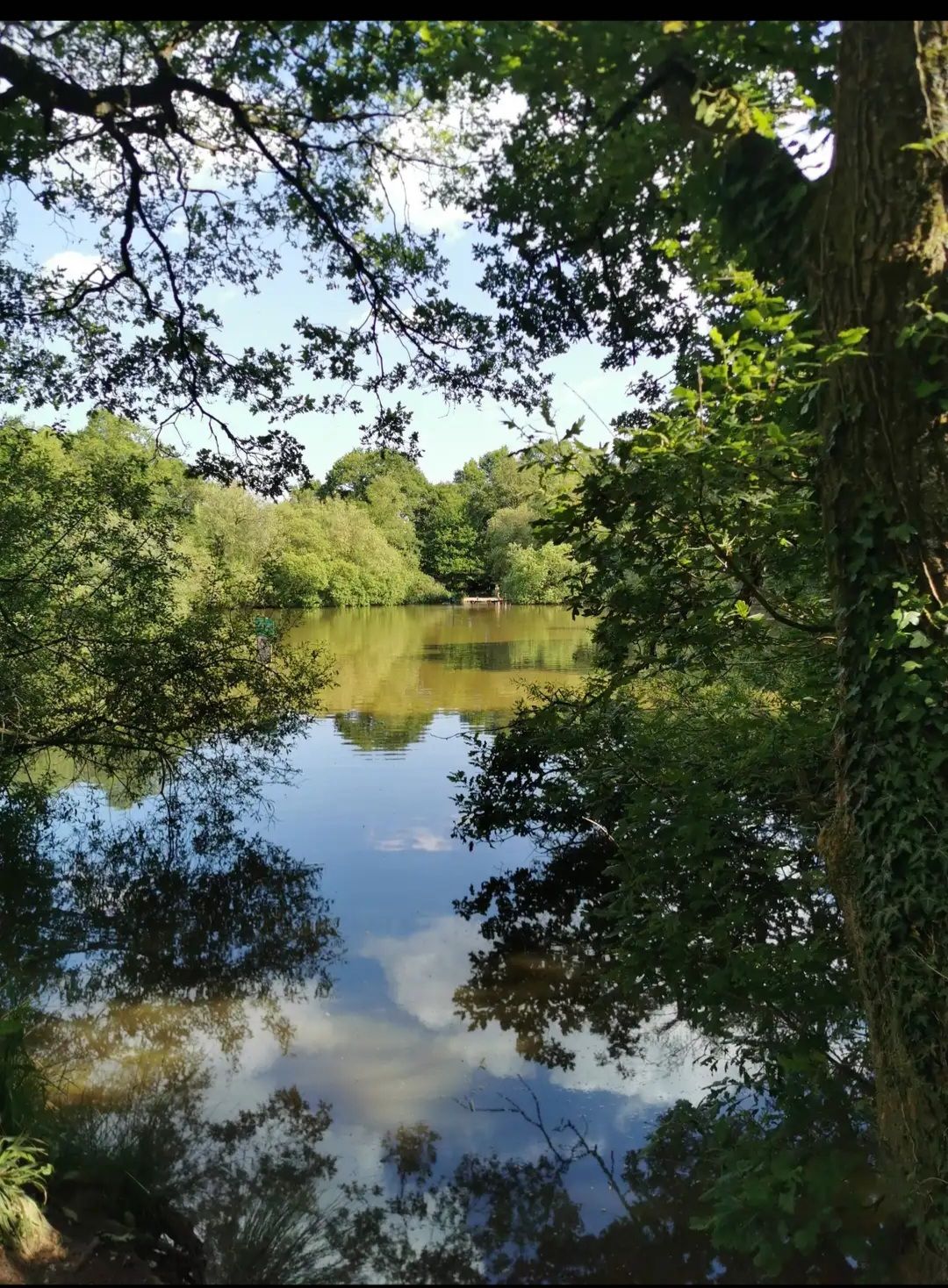 Stew Pond Epsom Common